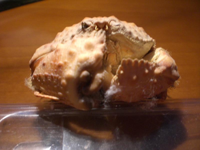 calappa undulata T.F.C. large cheliped.jpg